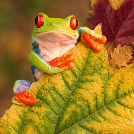 Saison-Frosch